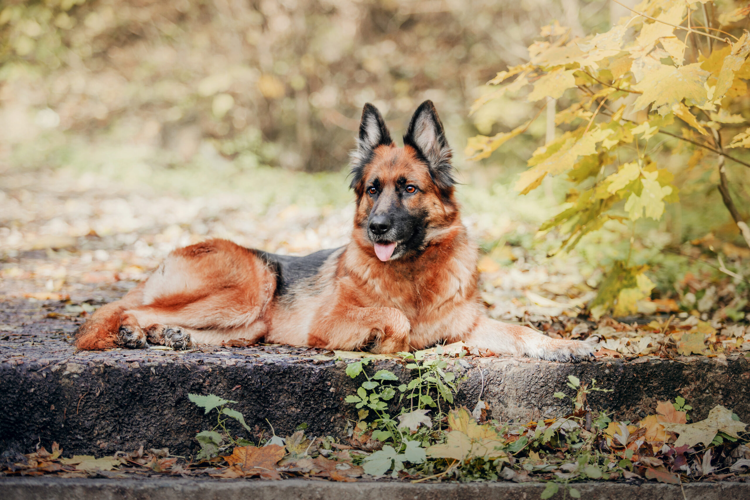 berger allemand chien loyal