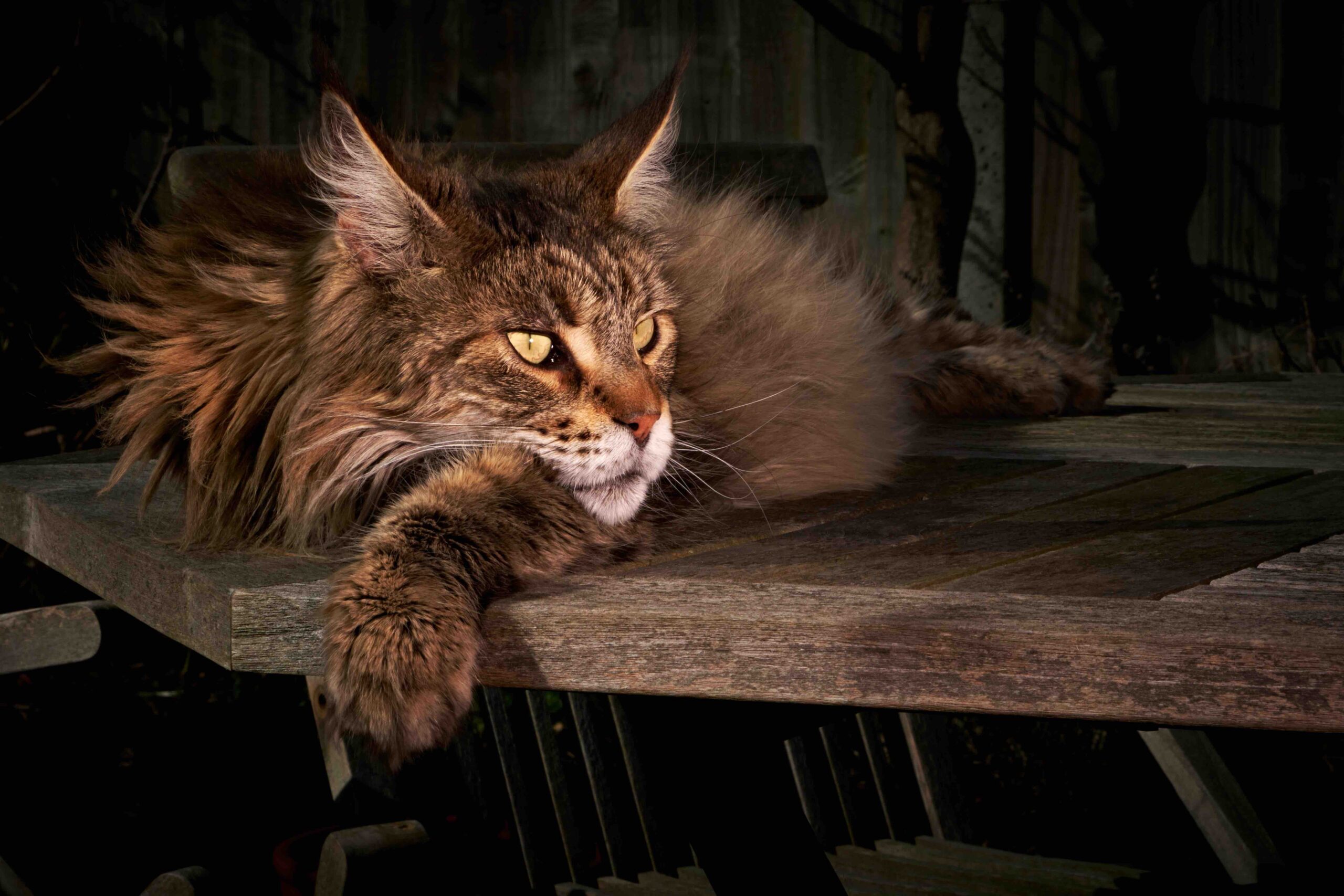 maine coon couché