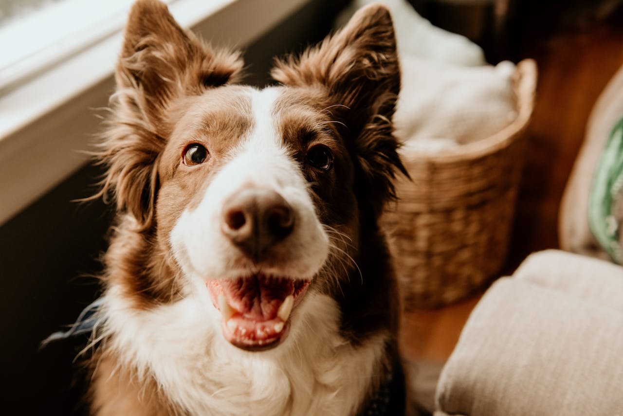 bordel collie heureux