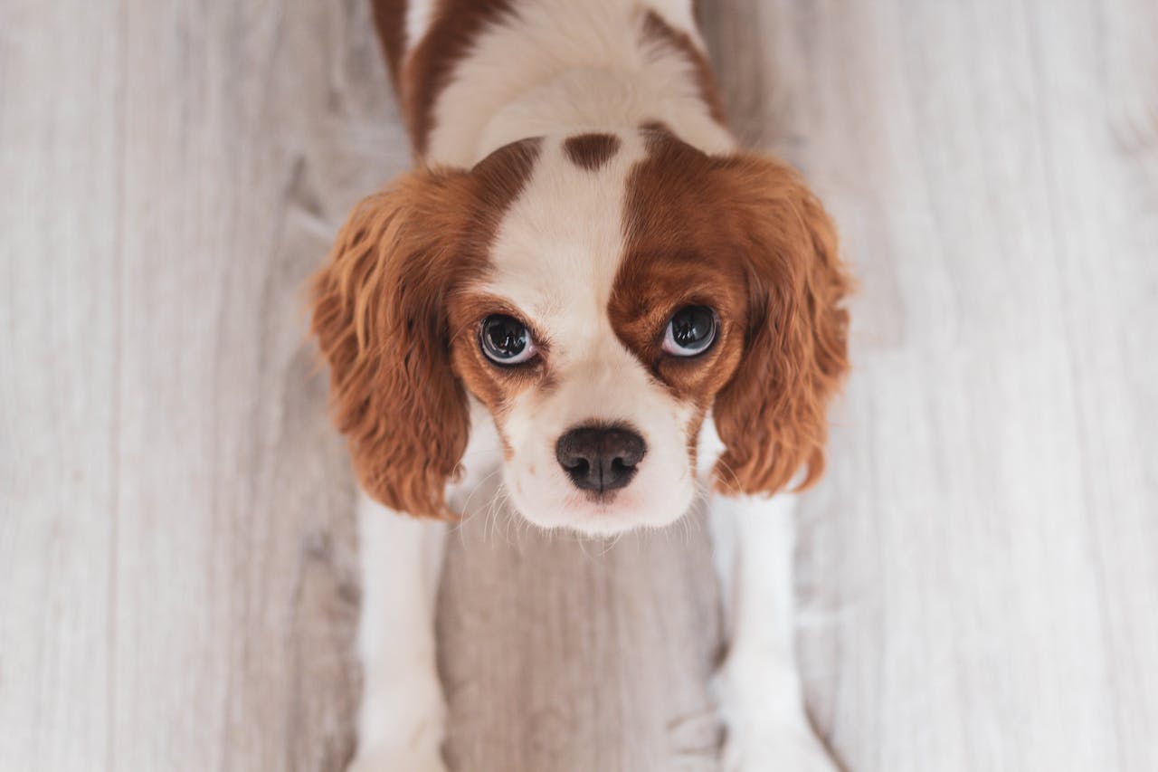 cavalier king charles