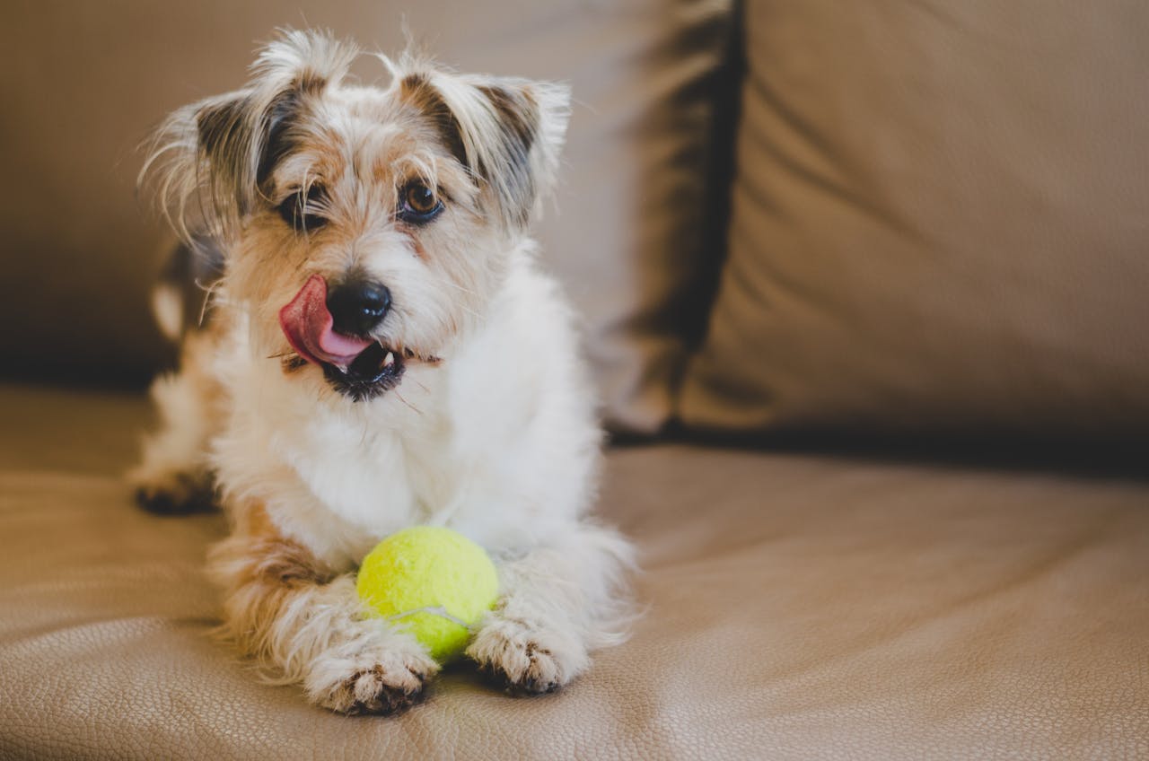 about-02 Adorable terrier puppy playing with a tennis ball on a cozy brown couch, licking its nose.