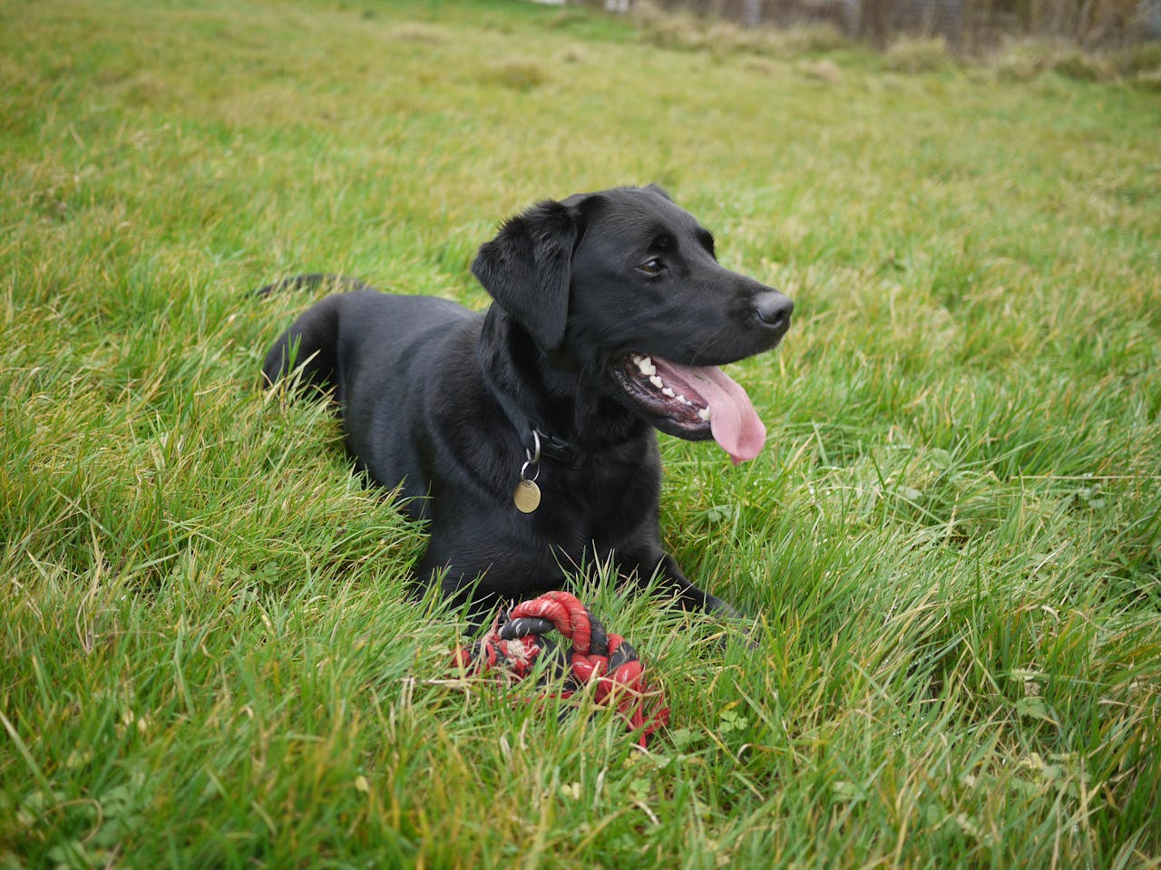 labrador noir adulte