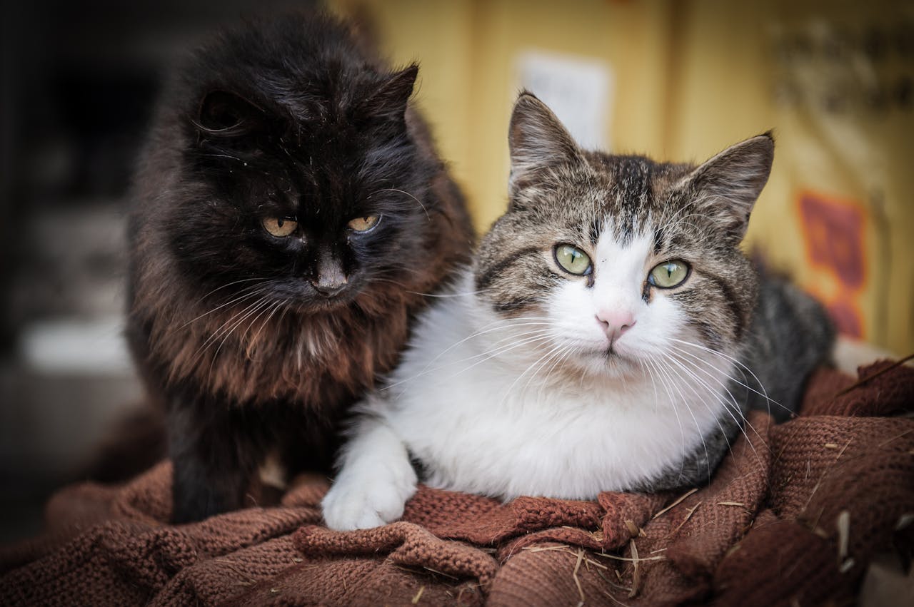 deux chats proches