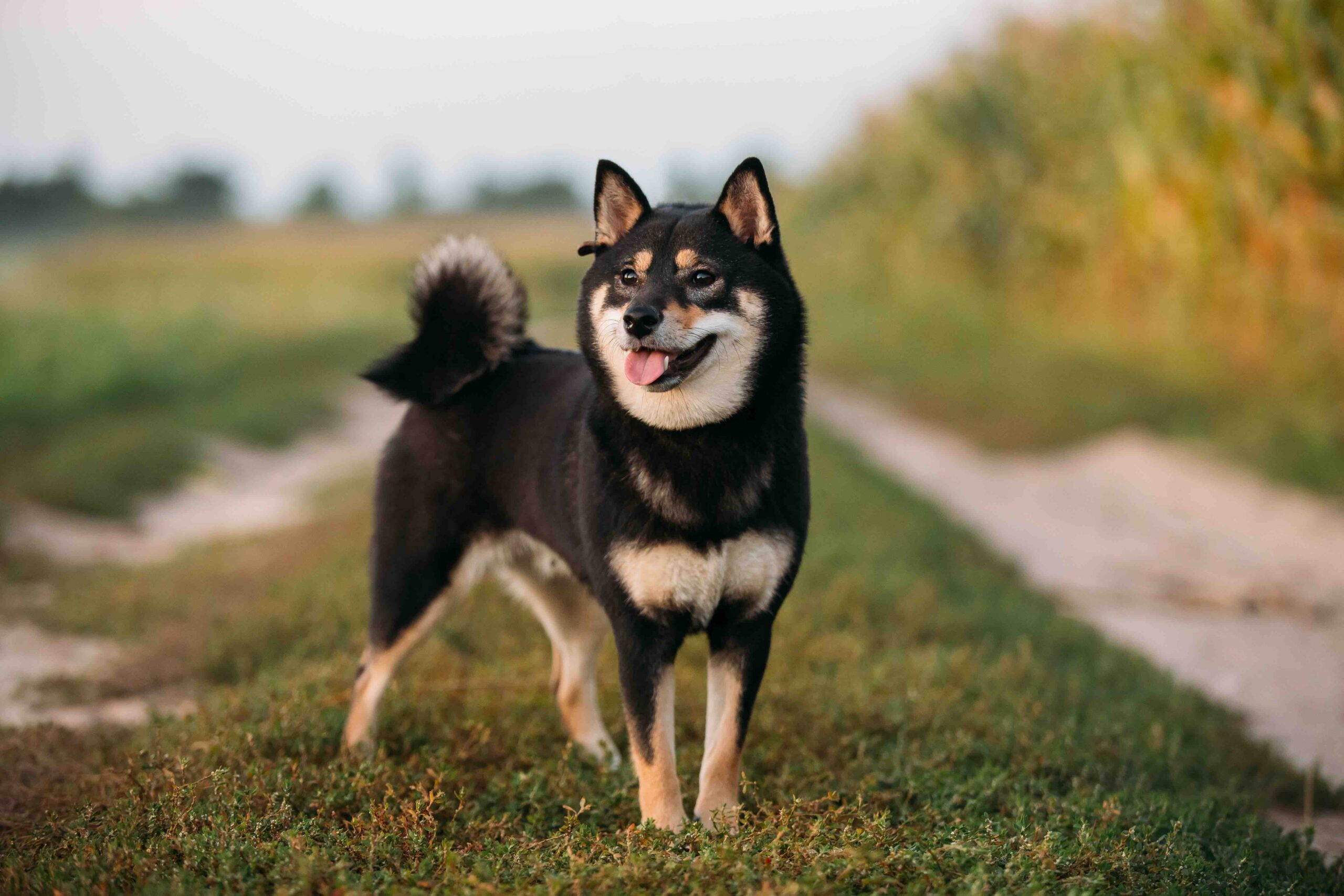 shiba inu extérieur